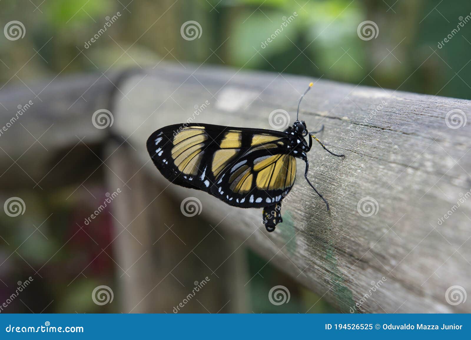 black and yellow butterflies at campos do jordÃÂ£o, brazil