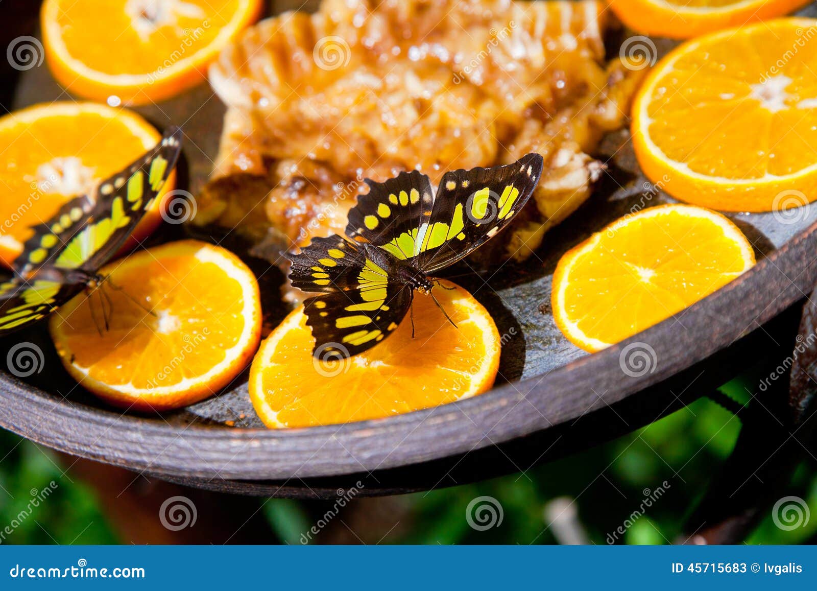 Blackandyellow Butterfly Feeding On Oranges RoyaltyFree Stock Photo