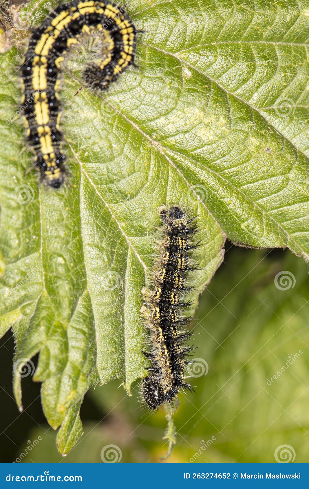 Black and Yellow Caterpillar Sits on a Green Leaf, Close Up Stock Photo
