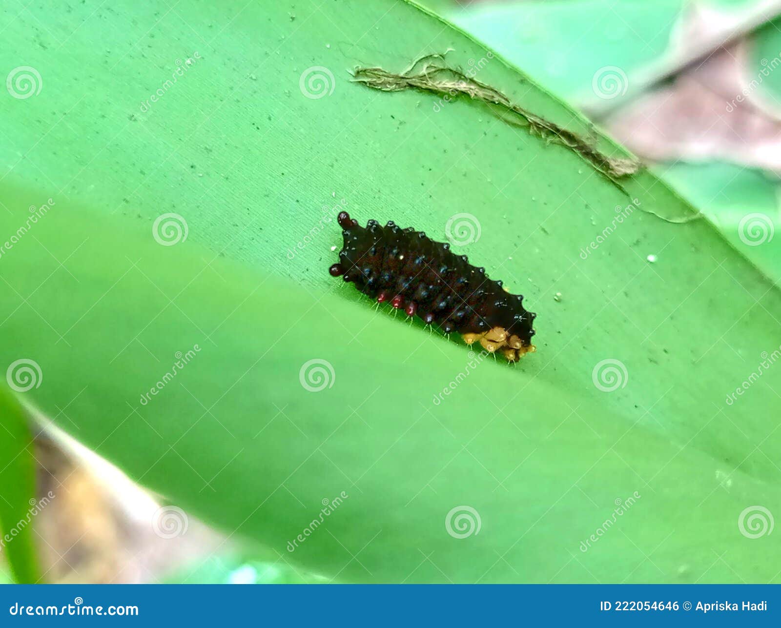 Black and Yellow Caterpillars on Green Leaf Stock Photo Image of insect, caterpillars 222054646
