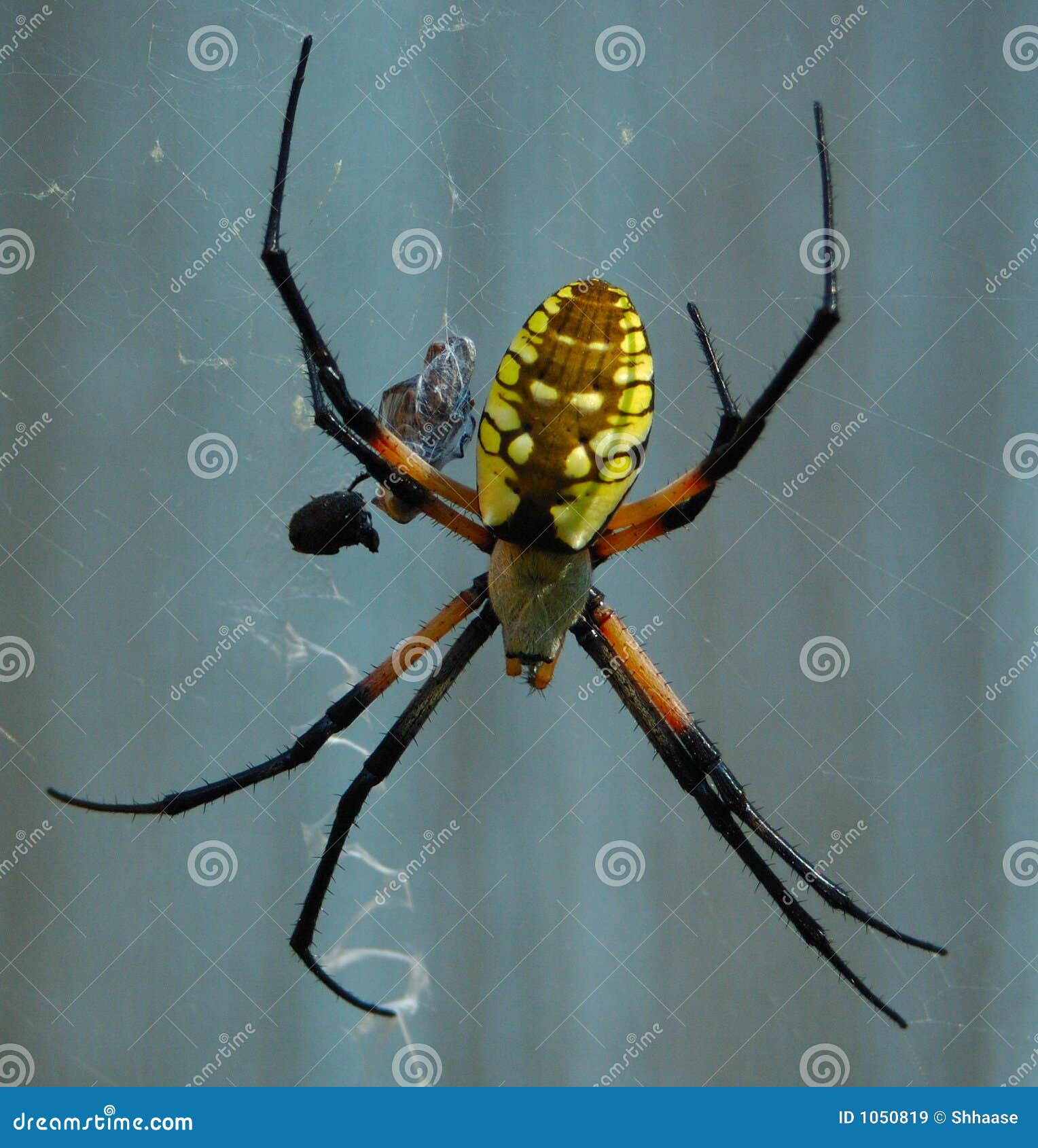 Black Yellow Female Garden Spider Stock Image Image Of Spider
