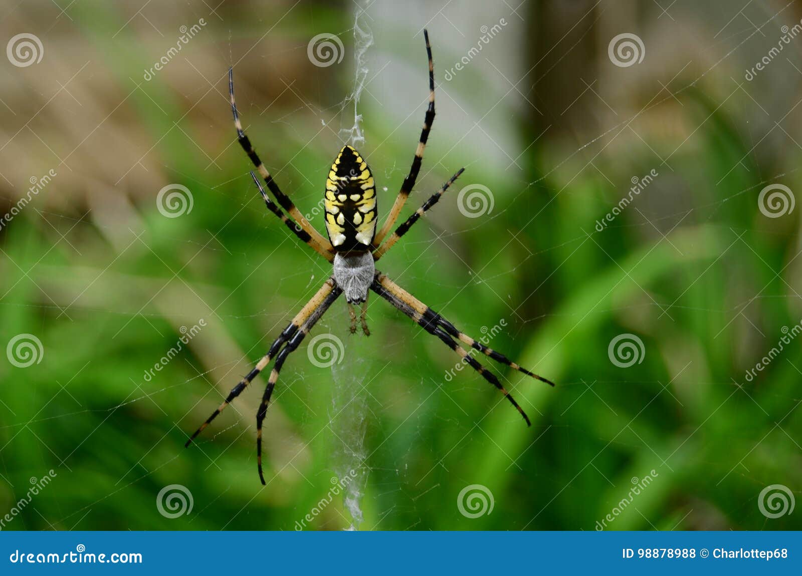 Black And Yellow Garden Spider Stock Photo Image Of Circular
