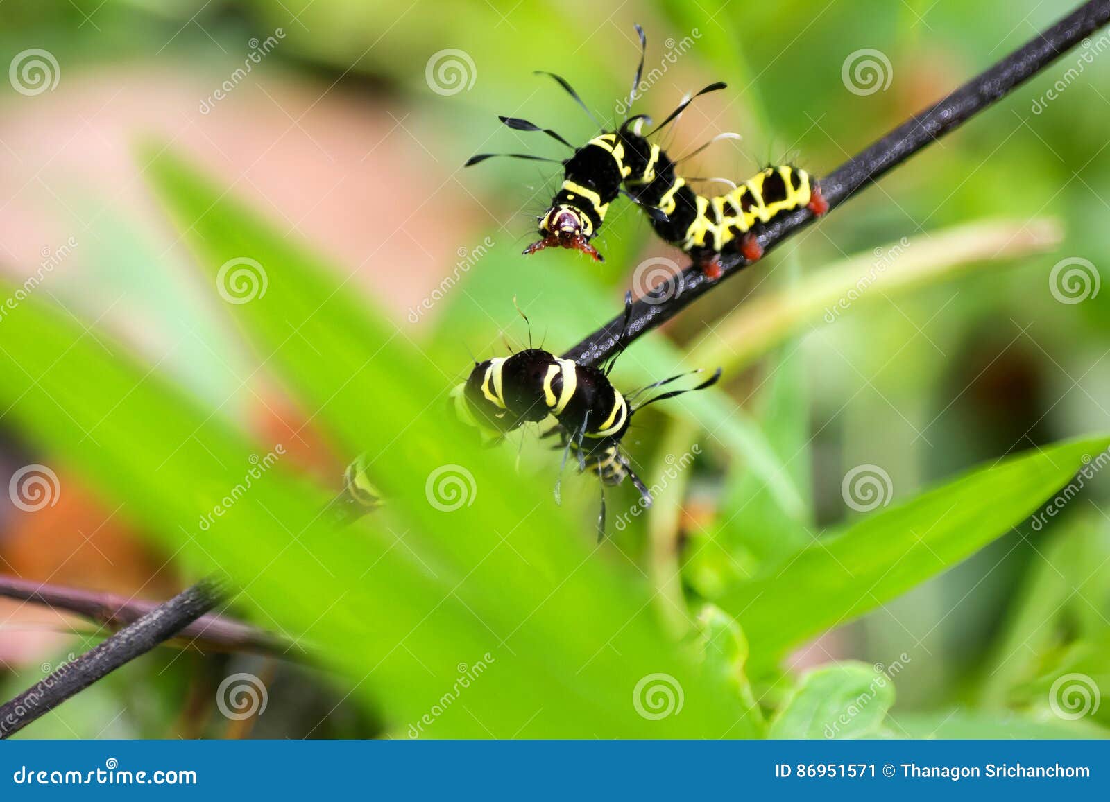 Black and Yellow Hairy Caterpillars. Stock Image Image of hairy