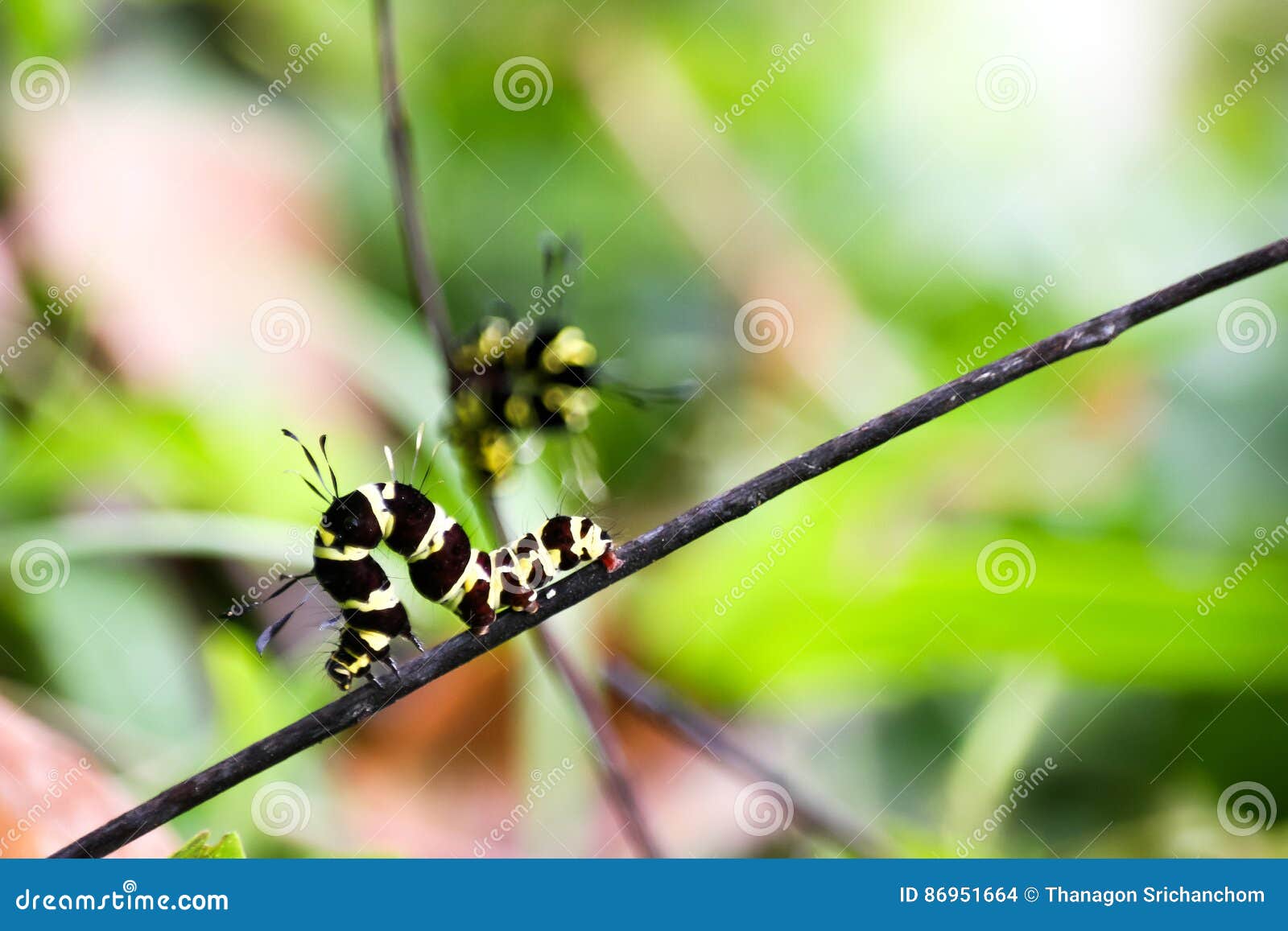 Black and Yellow Hairy Caterpillars. Stock Photo Image of insect