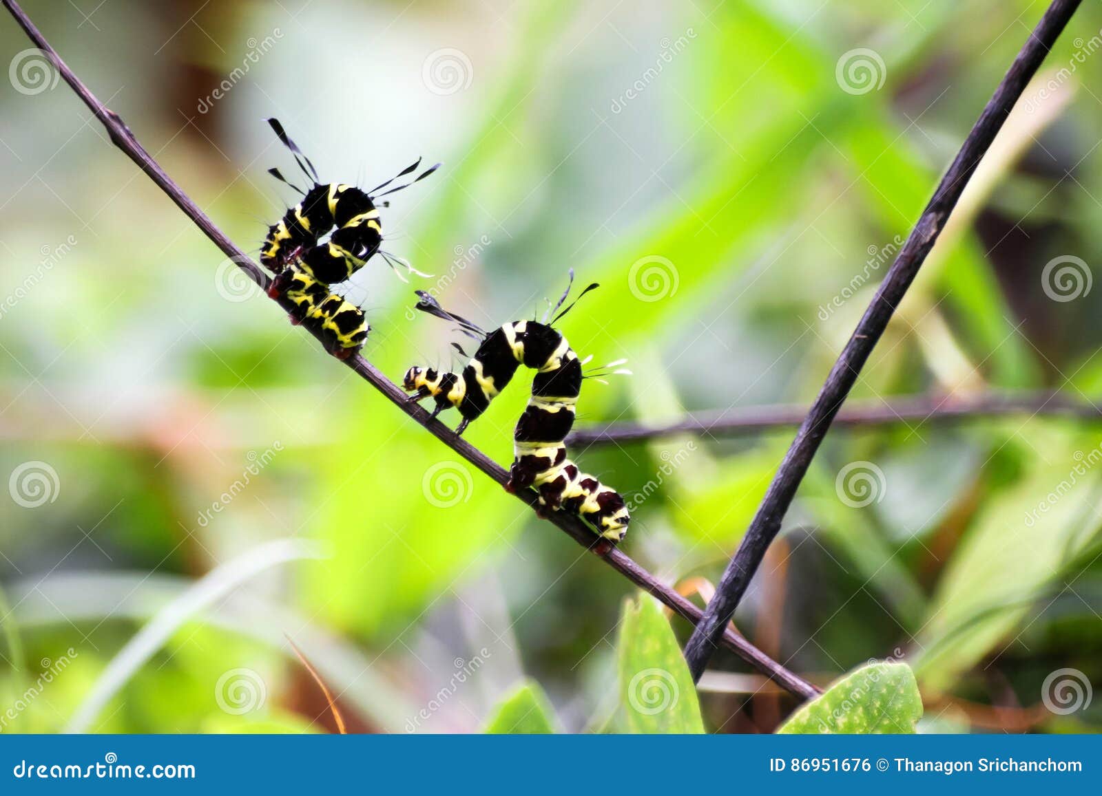 Black and Yellow Hairy Caterpillars. Stock Photo Image of macro