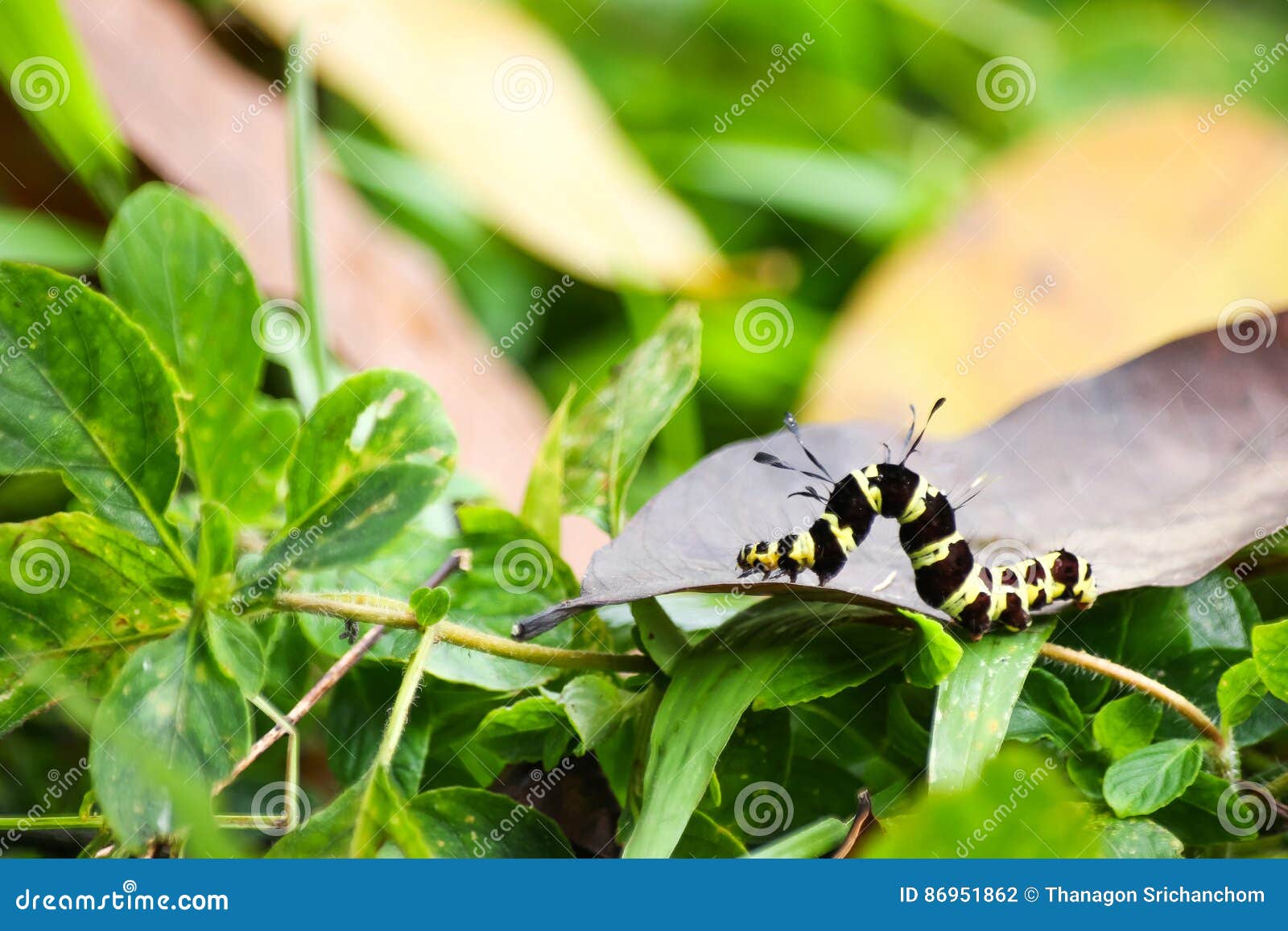 Black and Yellow Hairy Caterpillars. Stock Photo Image of brown, worm