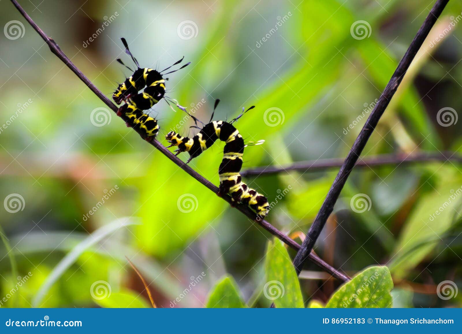 Black and Yellow Hairy Caterpillars. Stock Image Image of background