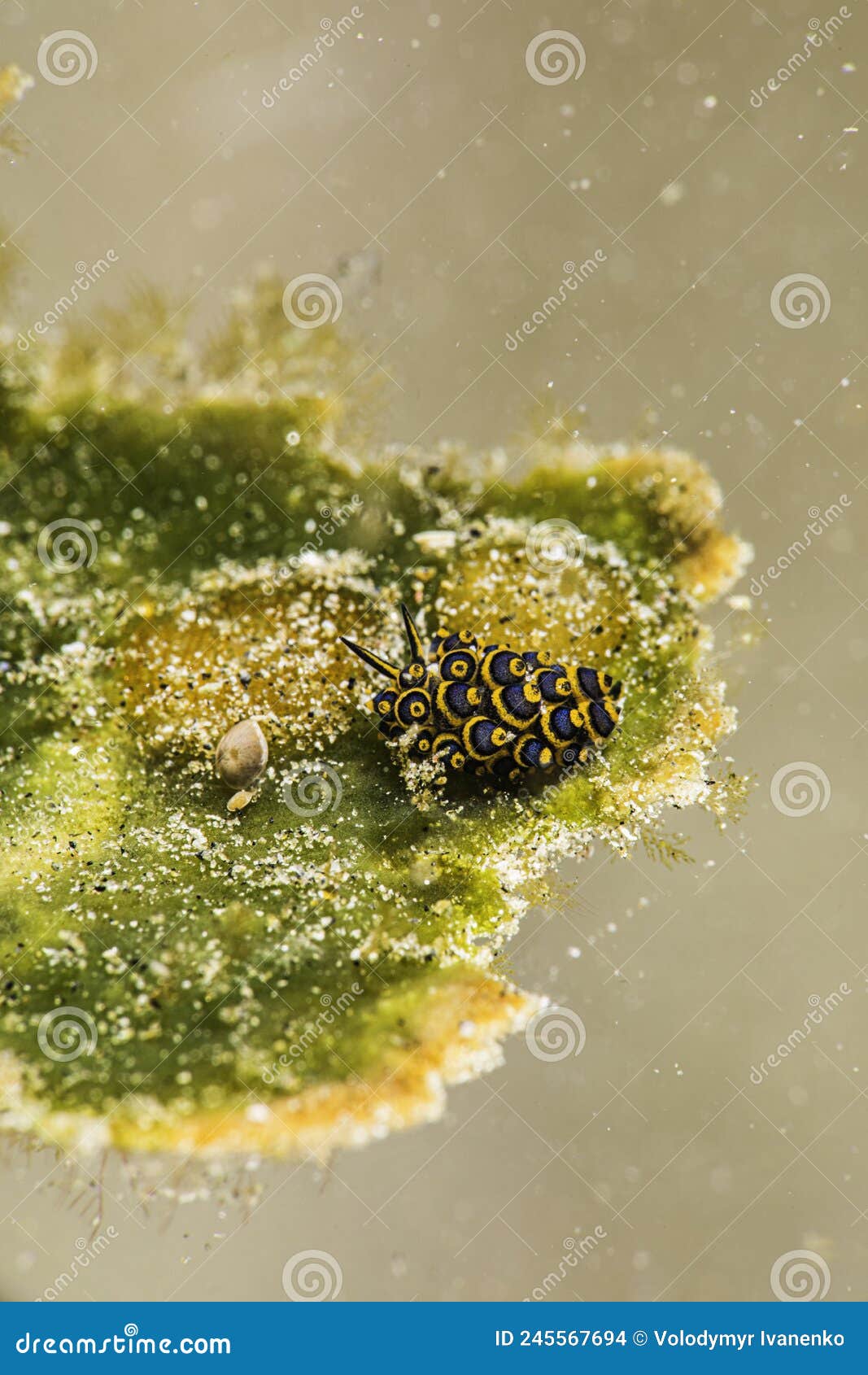 black and yellow macro tiny leaf sheep slug