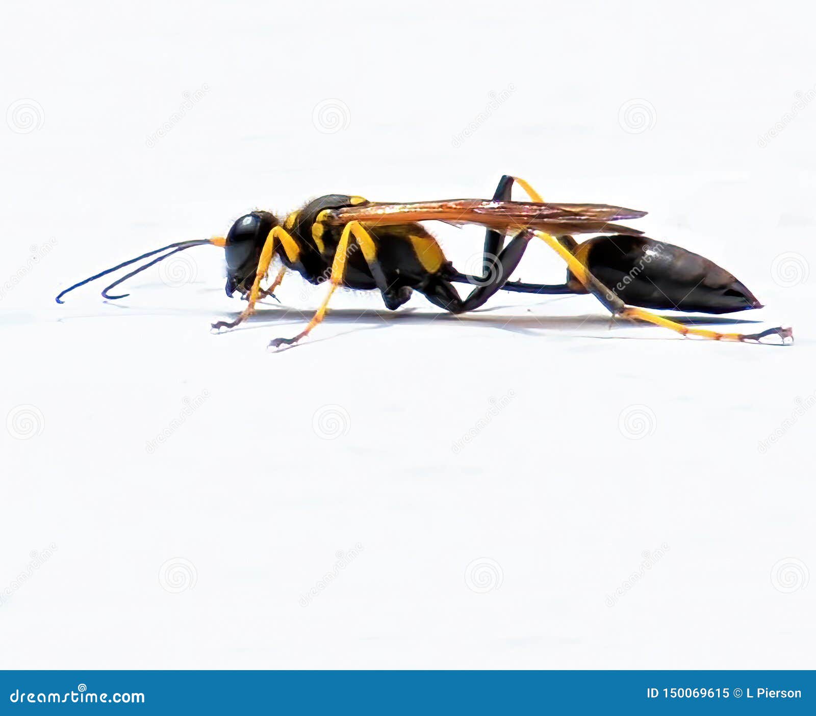 black and yellow mud dauber wasp spends a moment contemplating its next flight