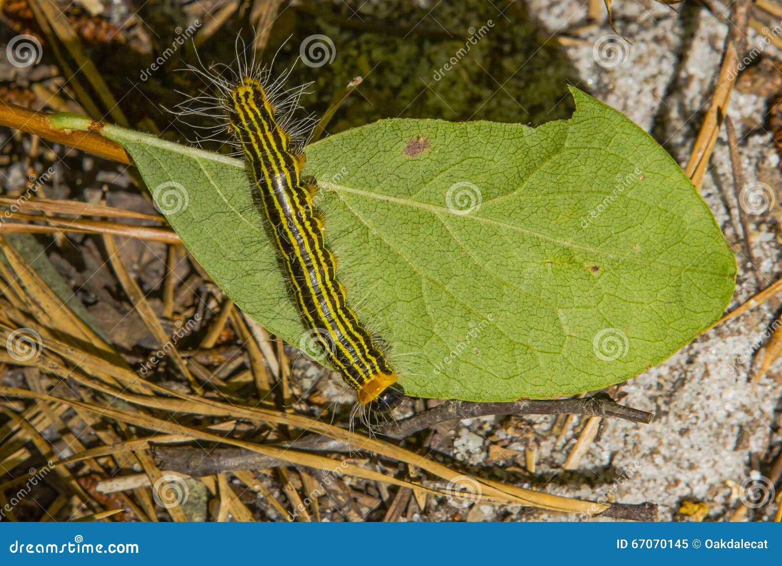 Black And Yellow Striped Caterpillar Stock Image Image Of