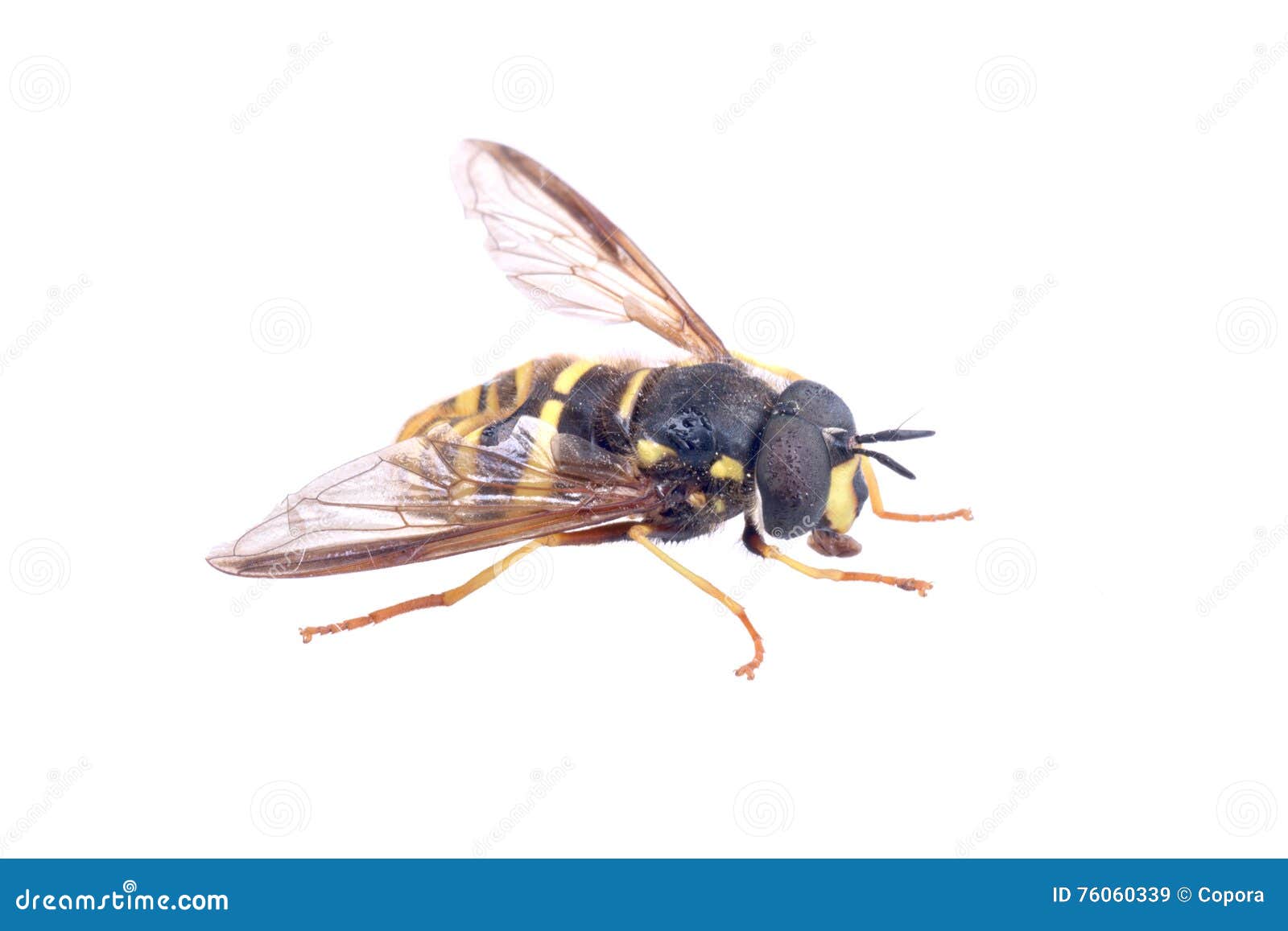 Black Yellow Striped Fly on a White Background Stock Image Image of