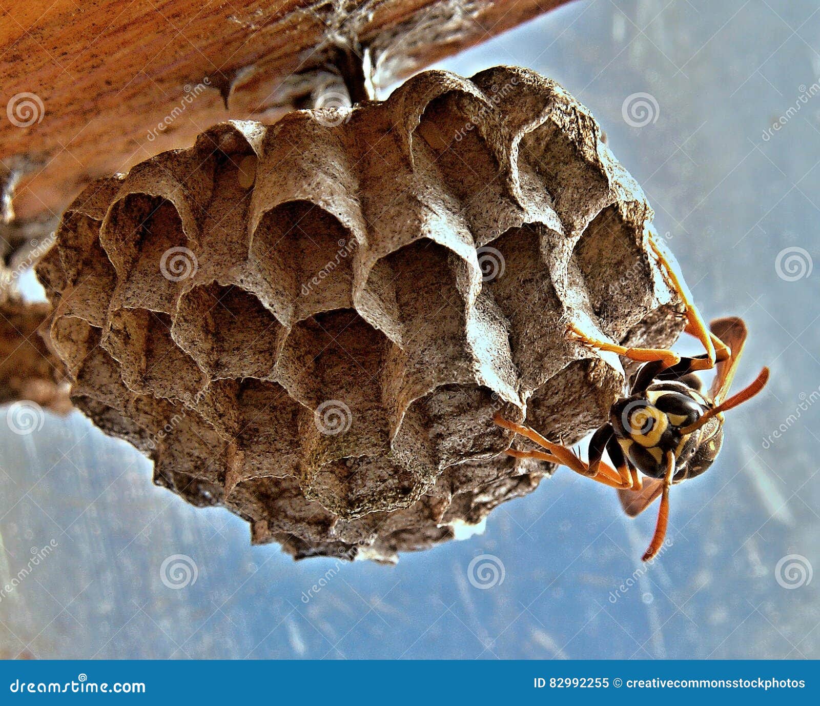 Black And Yellow Wasp Picture. Image 82992255