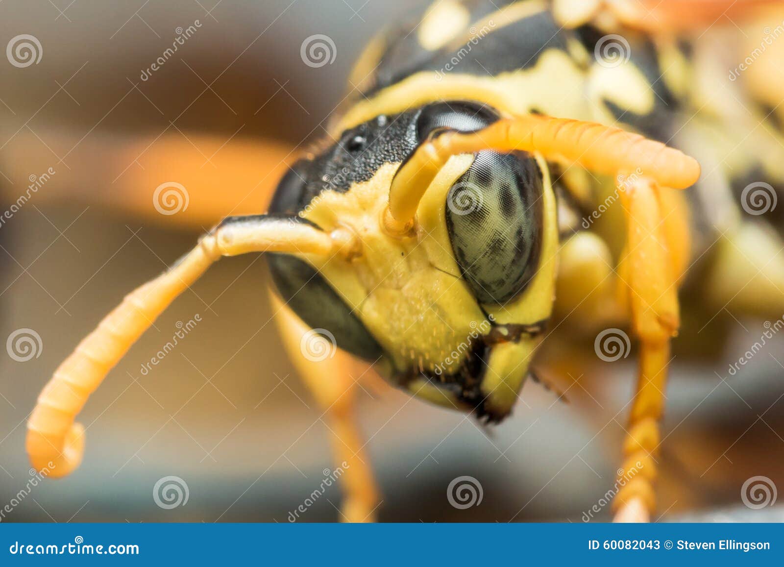 Black and Yellow Wasp with Green Eyes Looks Down Stock Image - Image of