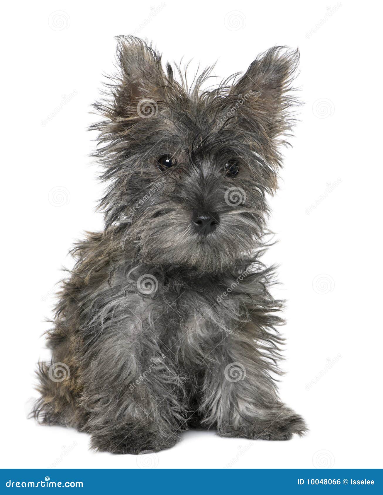 Image Result For Yorkshire Terrier Black And Tan Image Result For Yorkshire Terrier Black And Tan