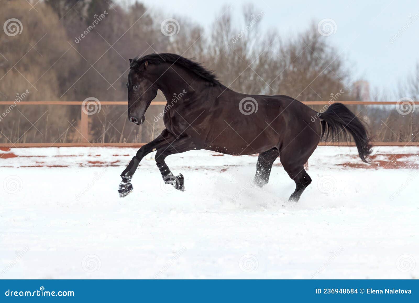 a black young strong horse gallops through the snow in the levada. a walk of a chestnut stallion