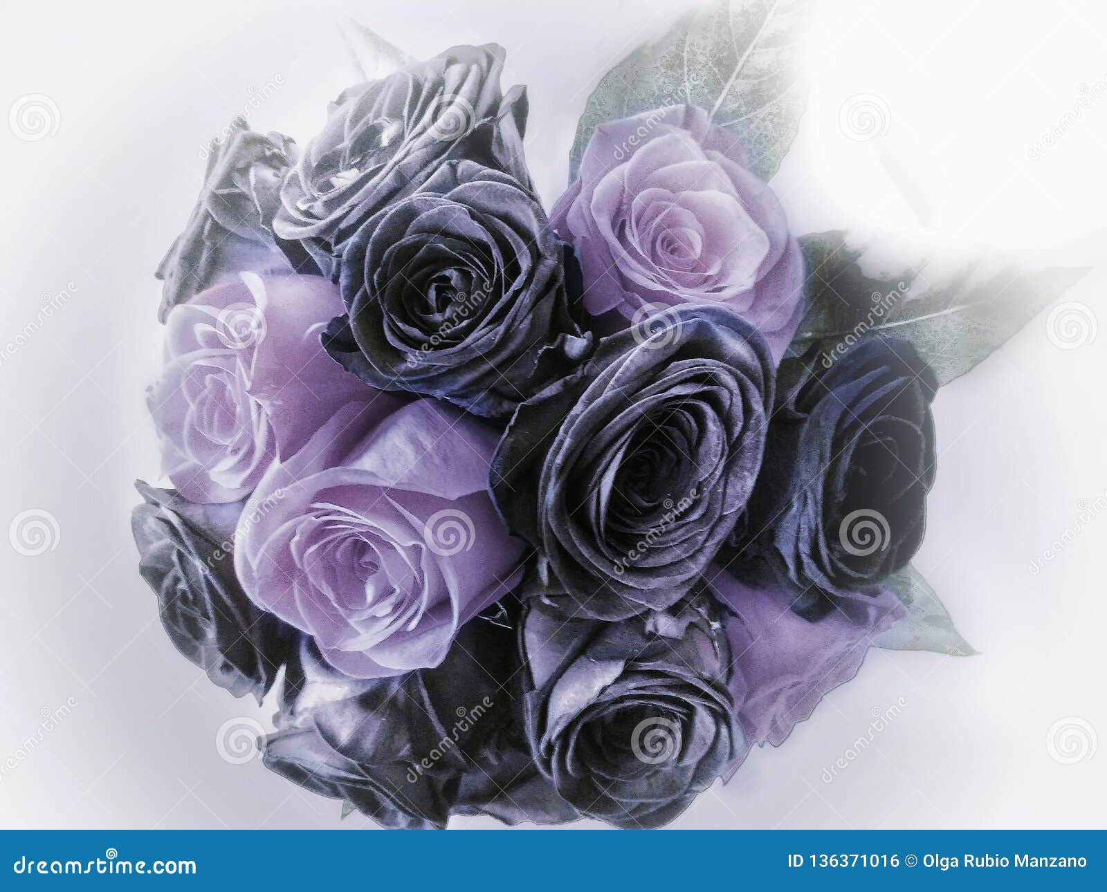 BlAck and purple roses stock photo. Image of blackand 136371016