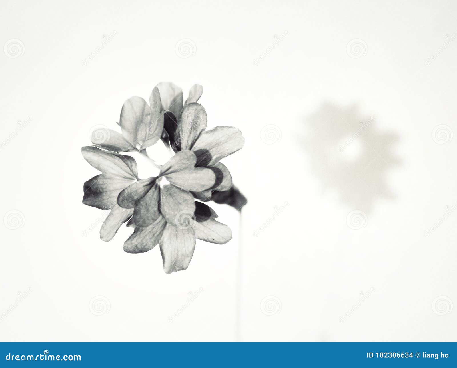 blackandwhite flower with shadow