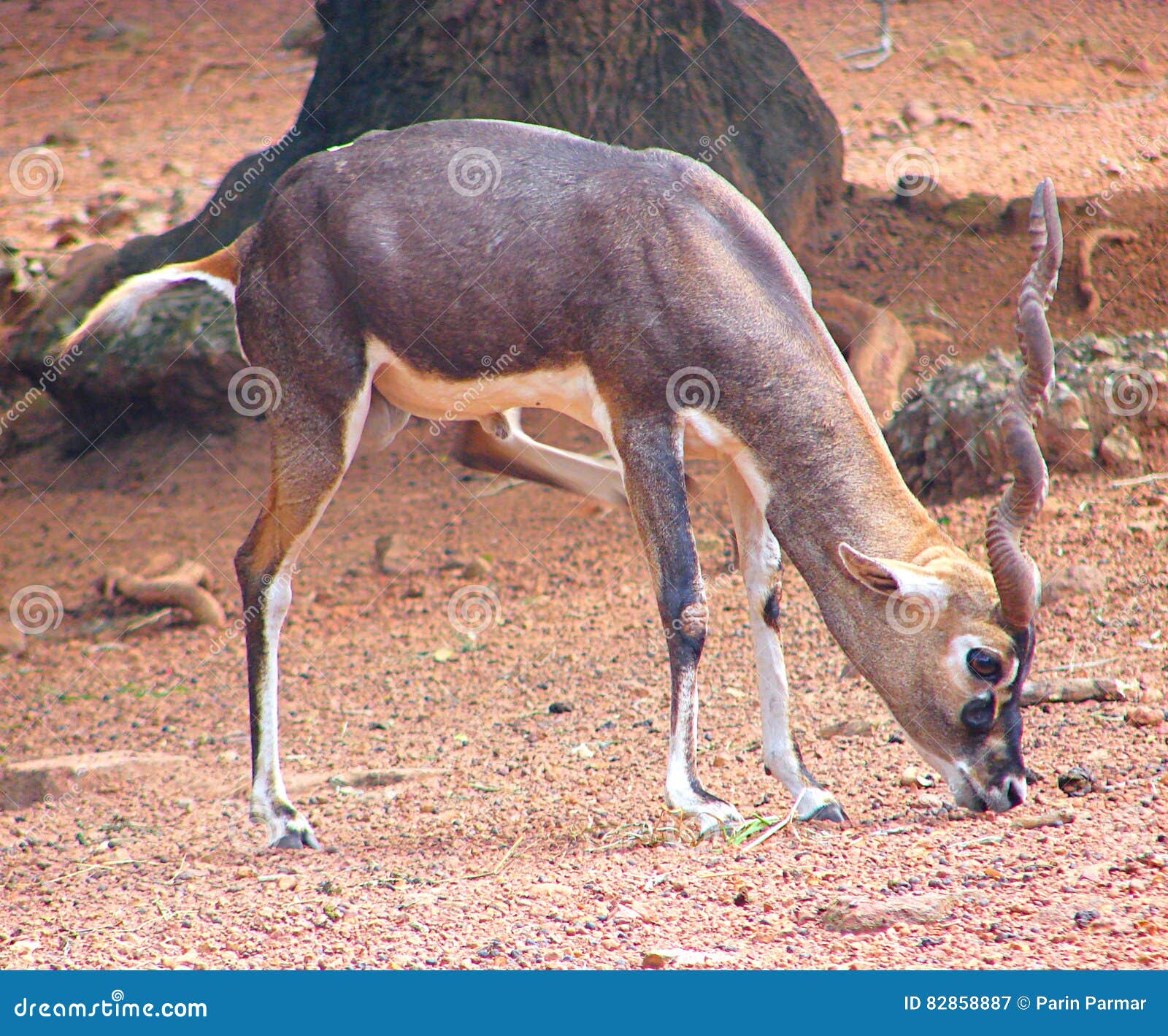 a blackbbuck - indian antelope