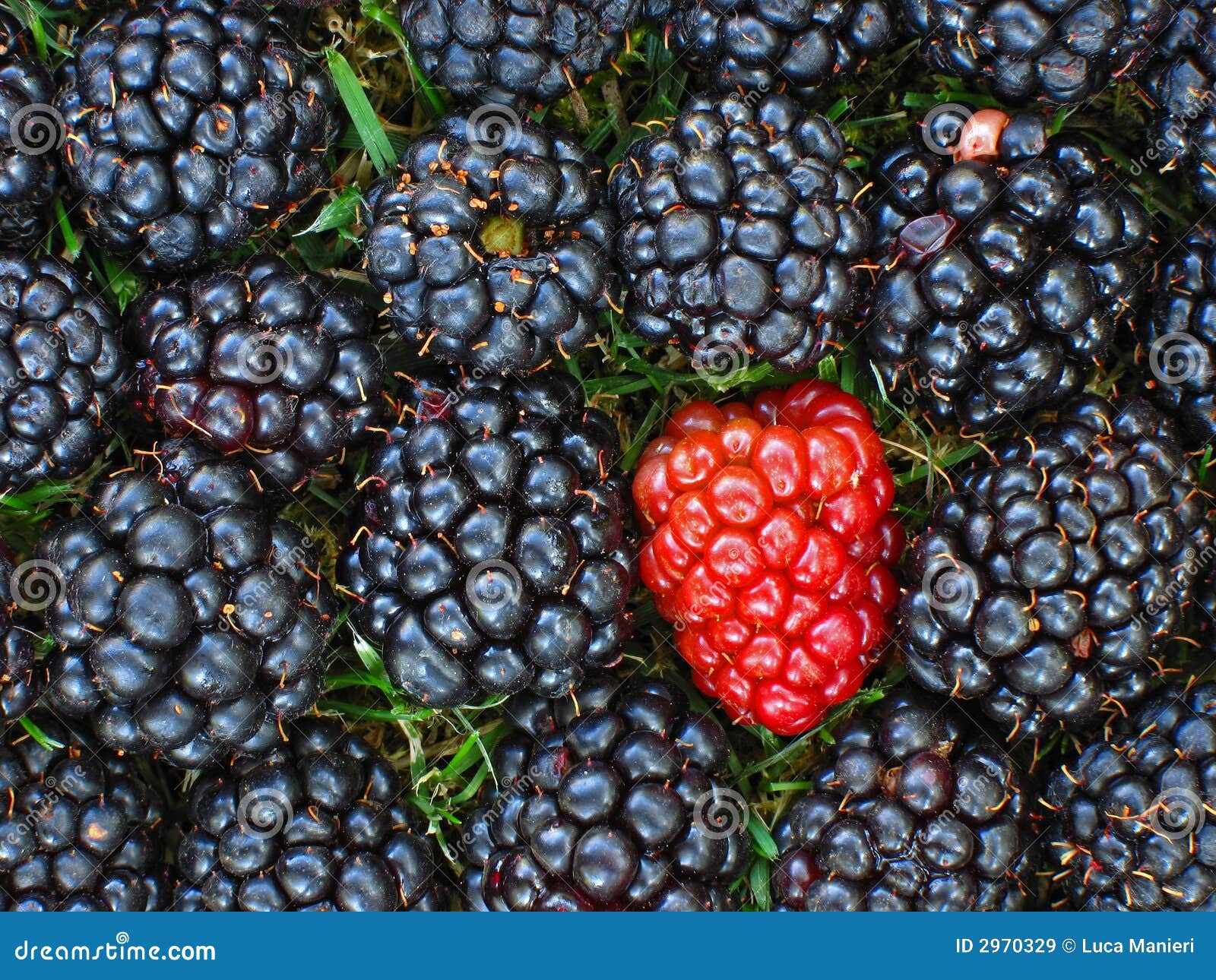 Blackberries stock image. Image of picking, taste, food 2970329