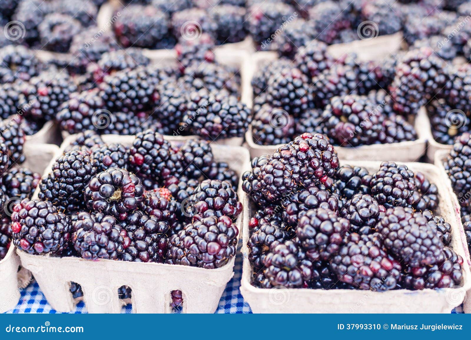 Blackberries stock photo. Image of produce, snack, harvest 37993310