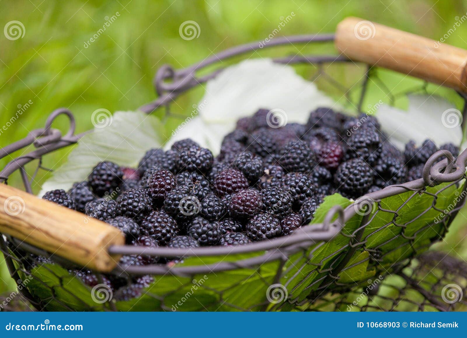 Blackberries in basket stock image. Image of blackberries 10668903