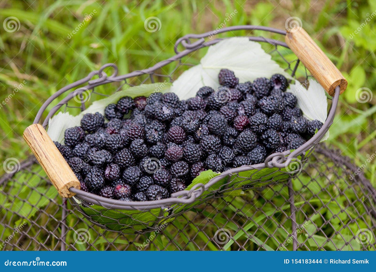 Blackberries in basket stock photo. Image of exteriors 154183444