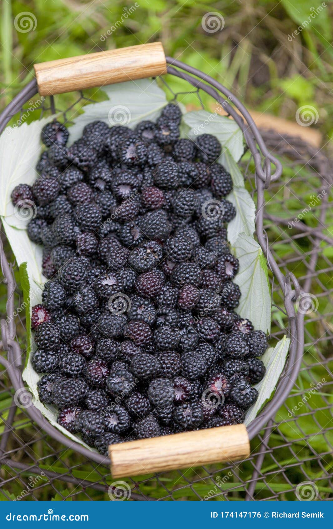 Blackberries in basket stock photo. Image of still, fruit - 174147176
