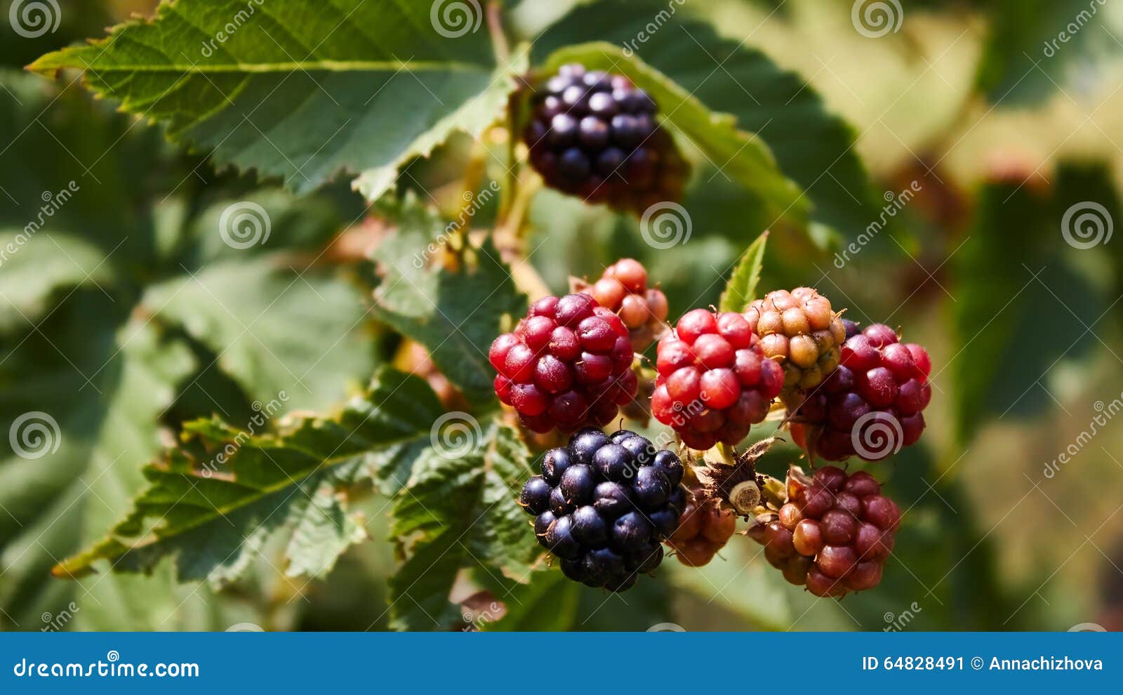 Blackberries Begin To Ripen Stock Image Image of blackberry, black 64828491