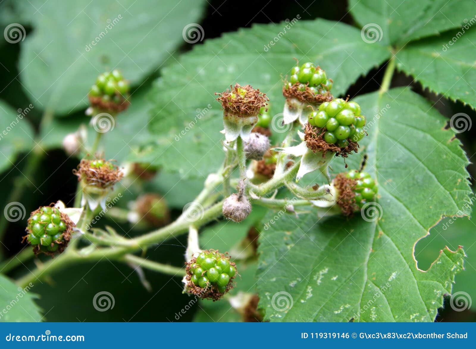 Blackberries in the Beginning Stage at the Bush Stock Photo Image of