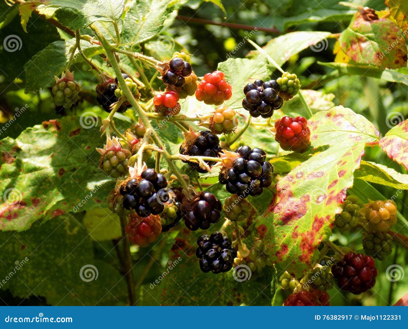 Blackberries on bush stock image. Image of sugar, growth 76382917