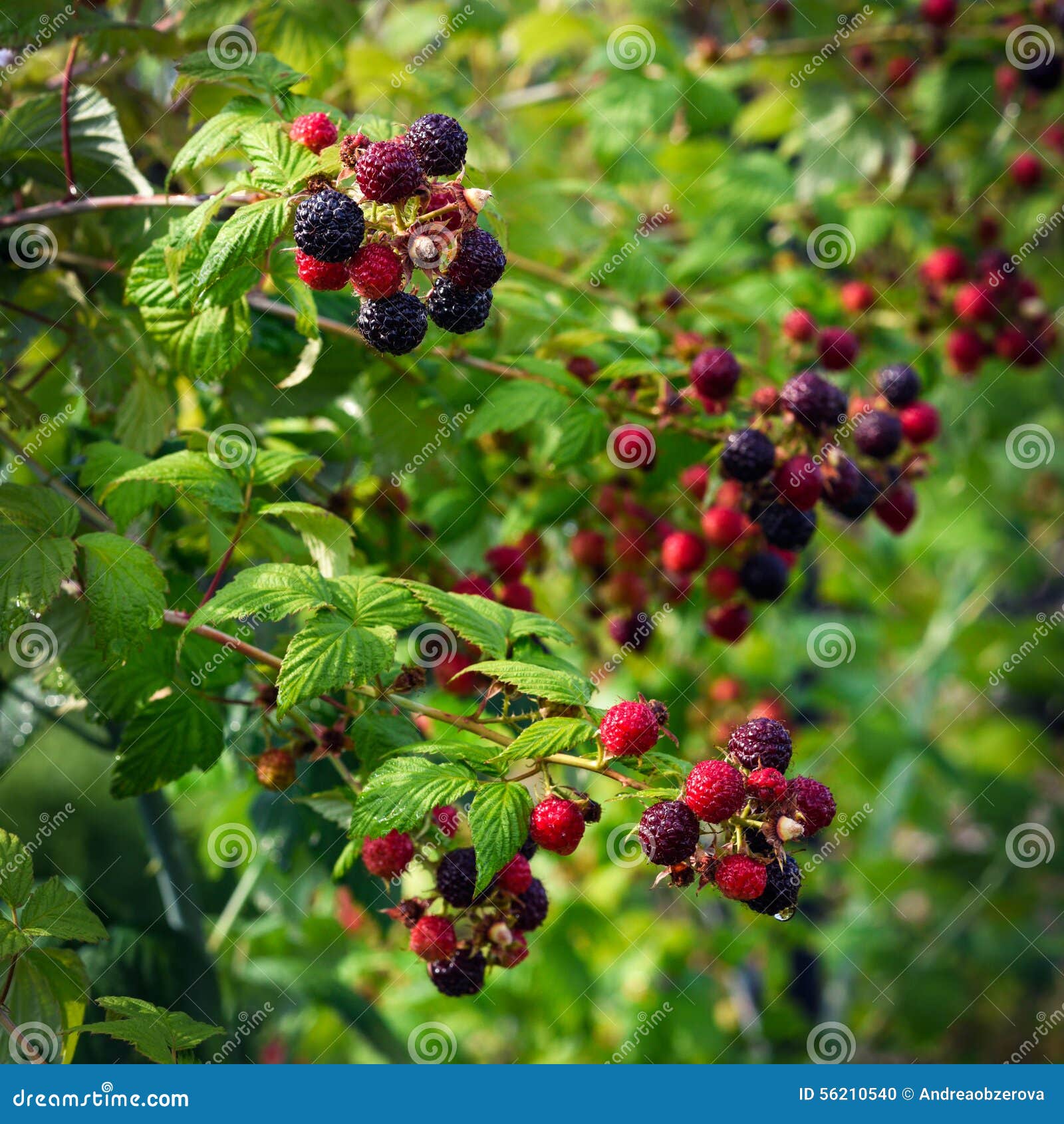 Blackberries bush stock photo. Image of ripe, organic 56210540