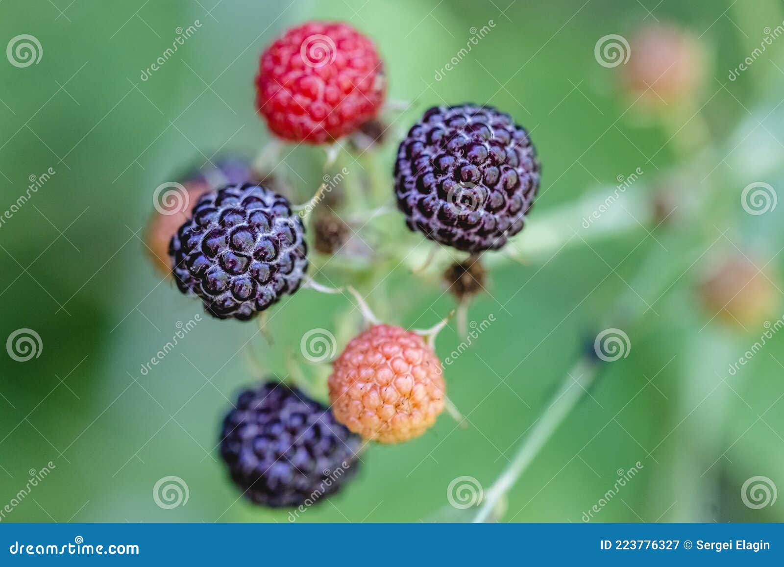 Blackberries of Different Degrees of Ripeness on a Branch of a Berry