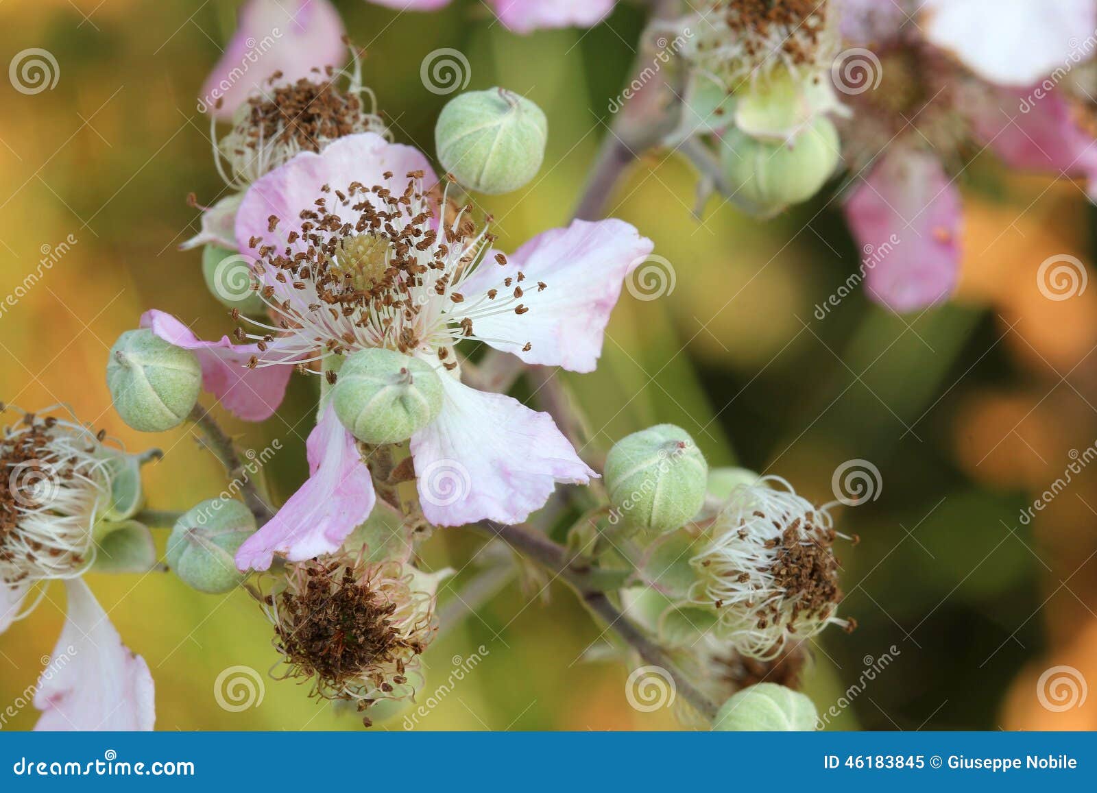 Blackberries flower stock image. Image of bunch, horizontal 46183845