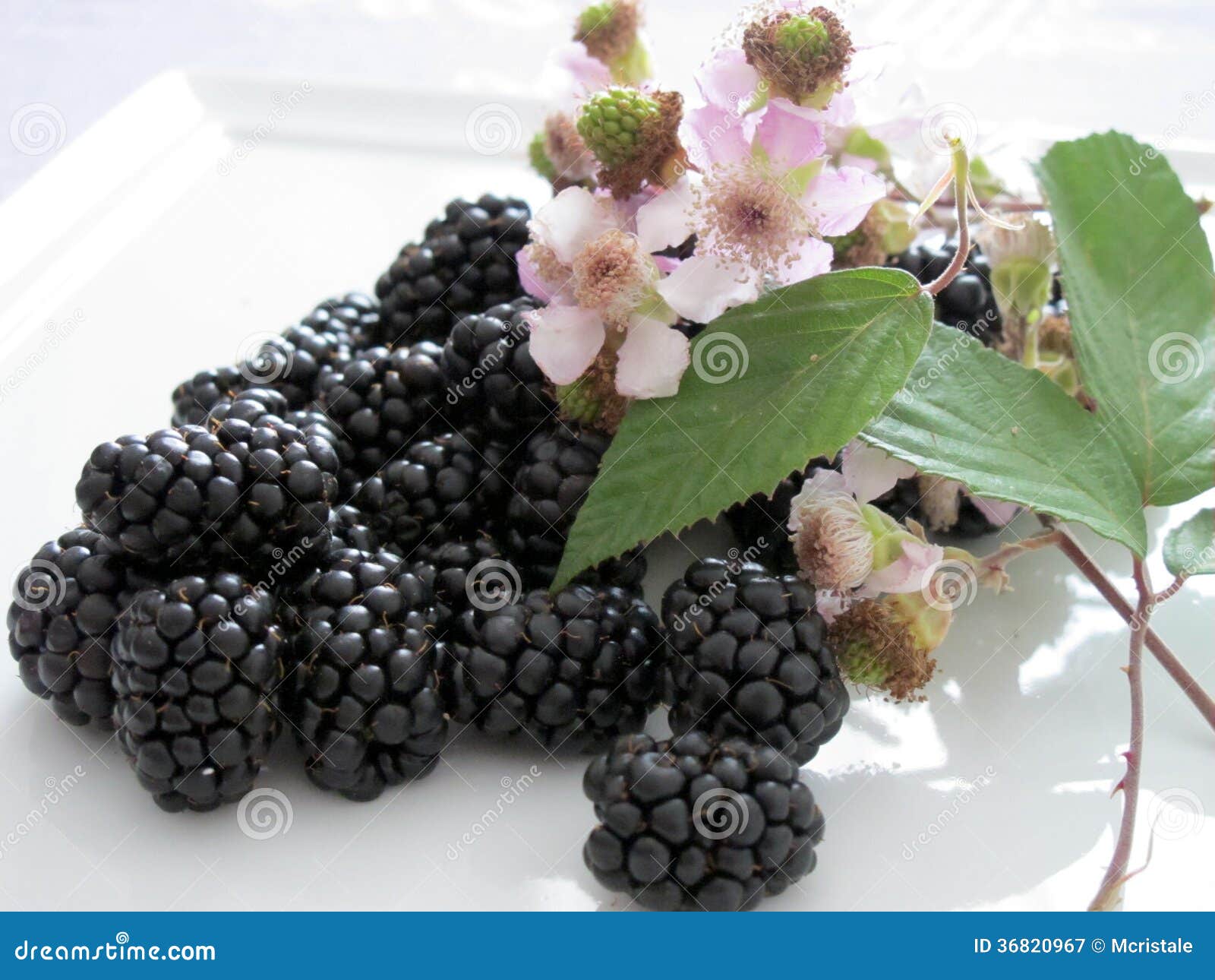 Blackberries and flowers stock image. Image of fresh 36820967