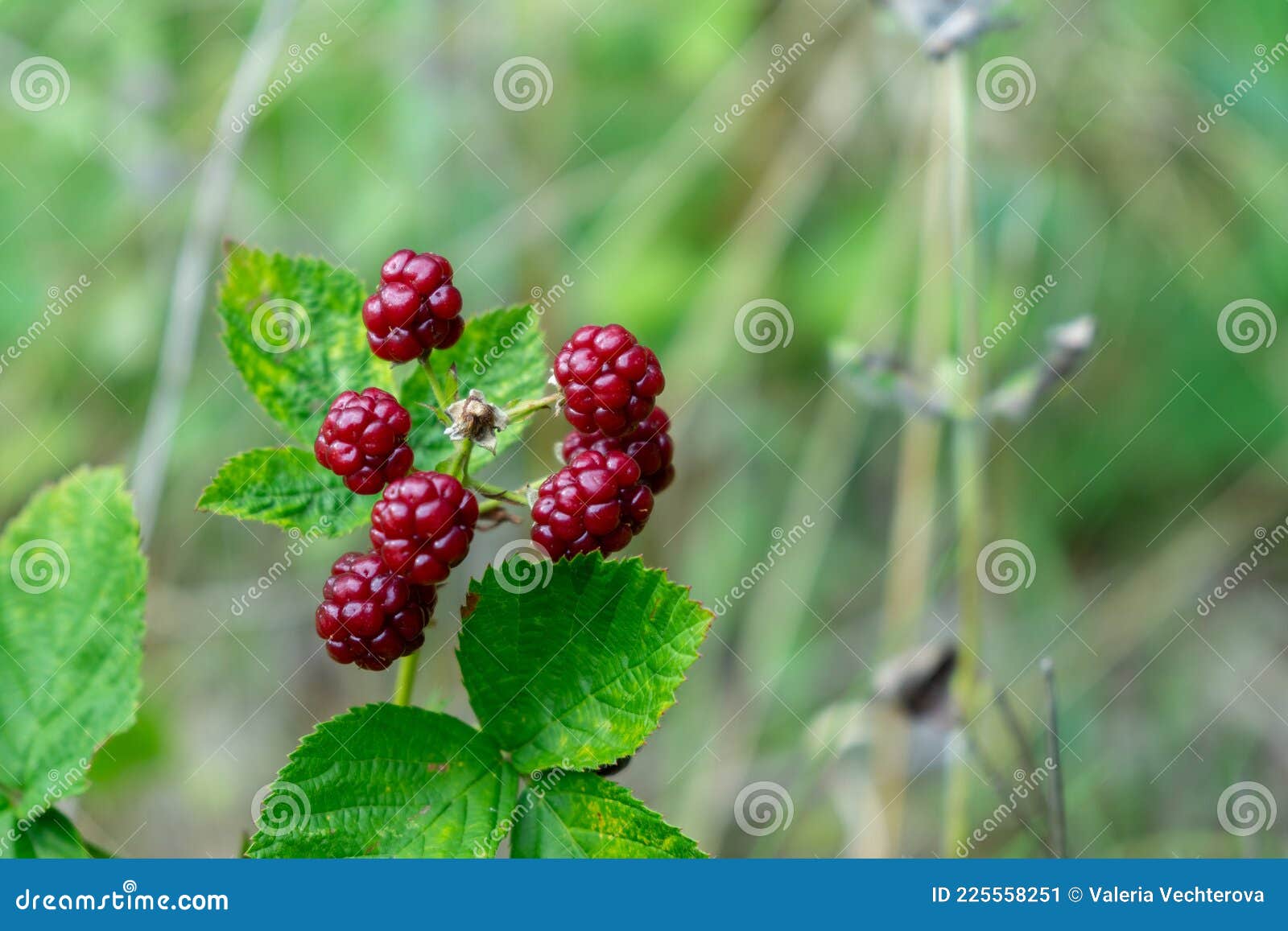 Blackberries Fruit on the Tree in the Nature. Stock Image Image of