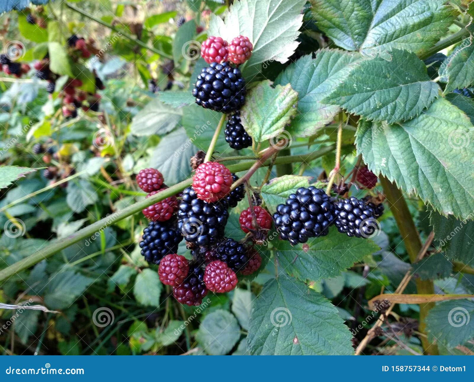 Blackberries Fruit Ripen on the Bush in the Fall Stock Photo Image of