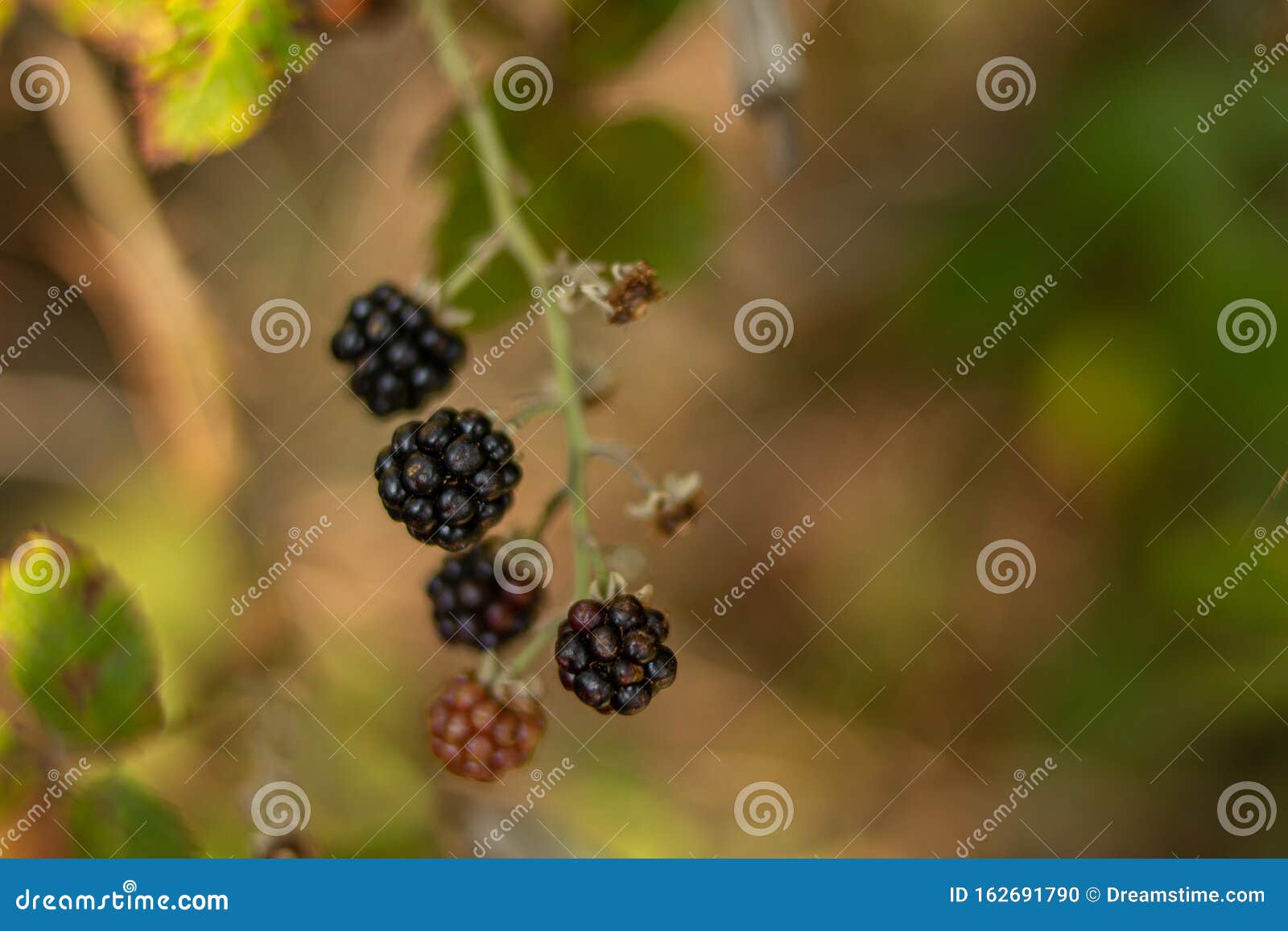 blackberries with green background