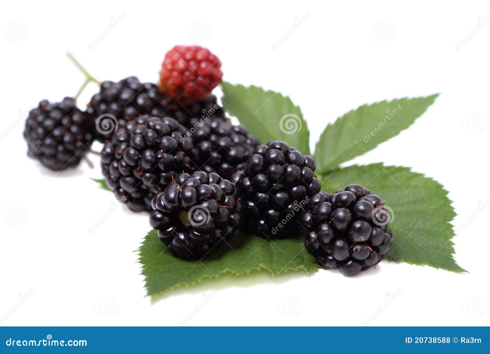 Blackberries on a Green Leaf Stock Photo Image of leaf, dewberry