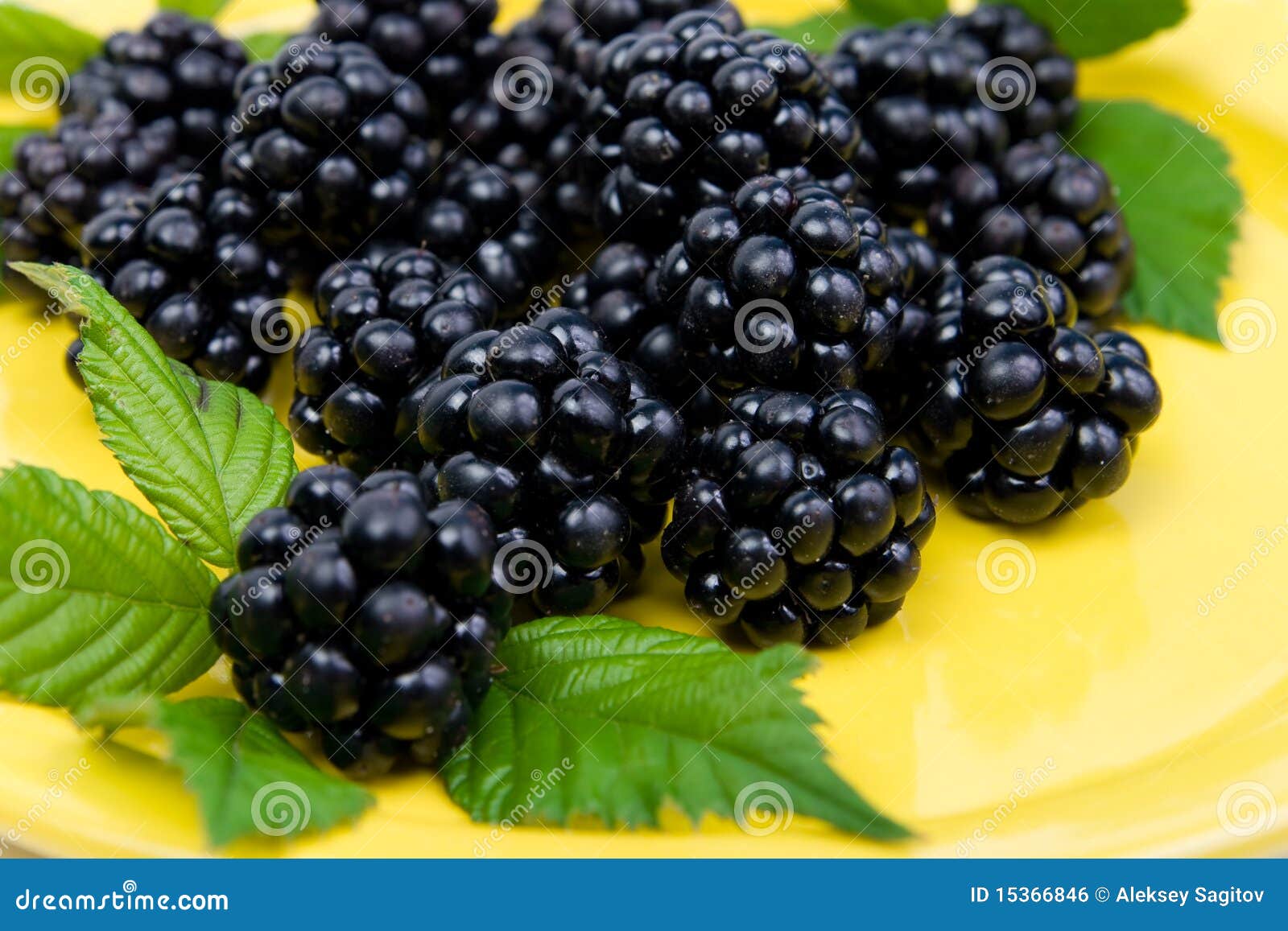 Blackberries with Green Leaves Stock Photo Image of ball, delicious