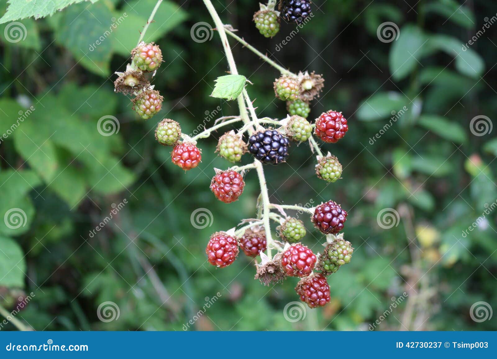 Blackberries stock image. Image of vegetables, fruit 42730237