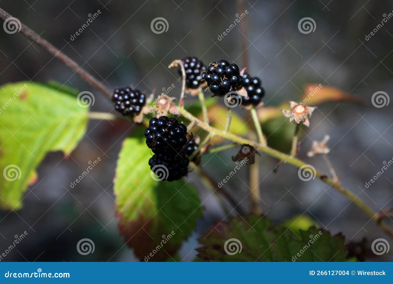 Blackberries Growing in the Wild Stock Photo Image of season, food