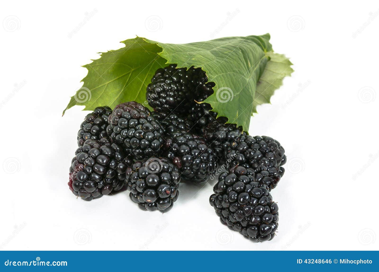 Blackberries in leaf stock photo. Image of dewberry, ingredient 43248646