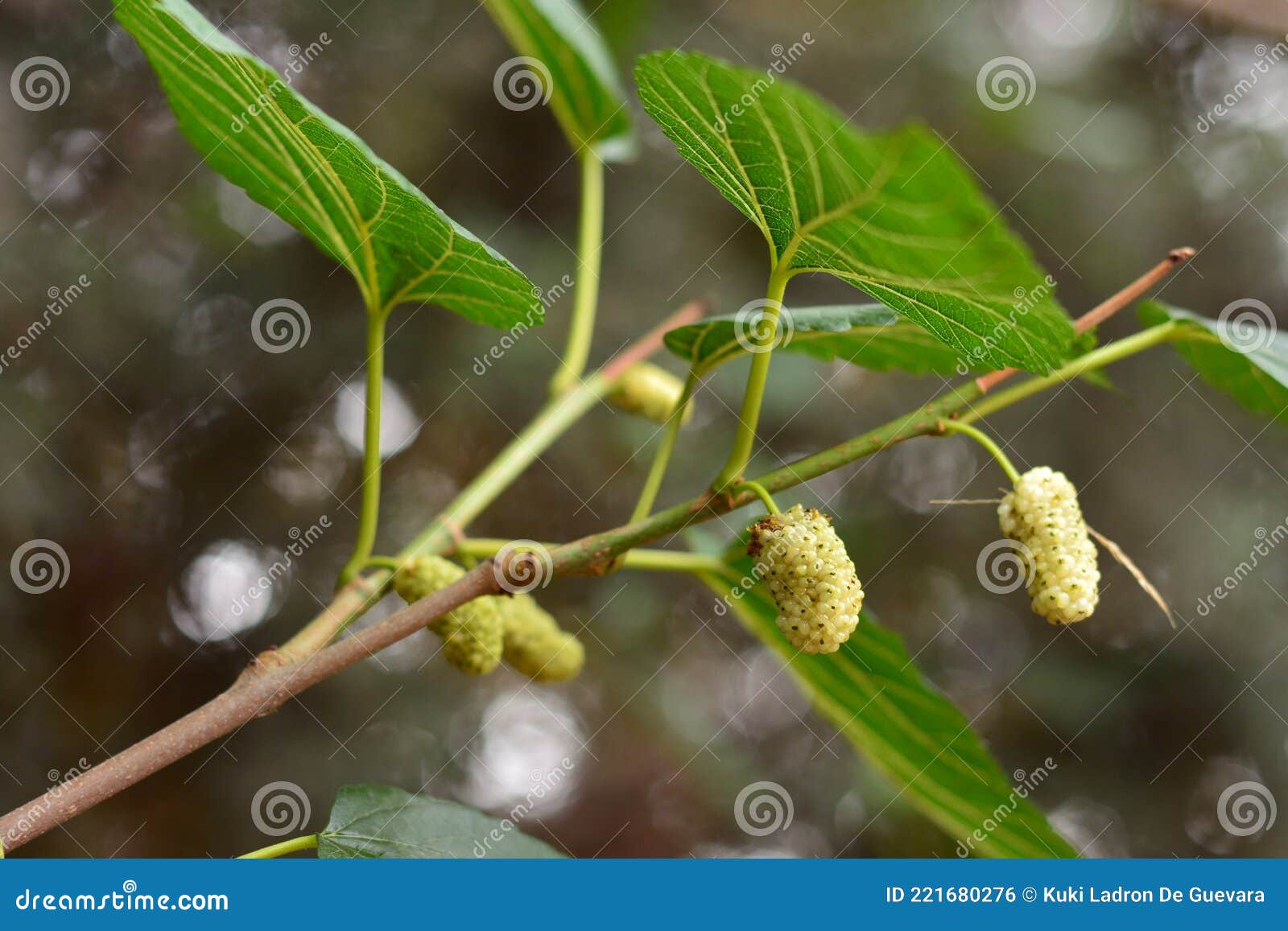 white blackberries on the branches of a mulberry tree