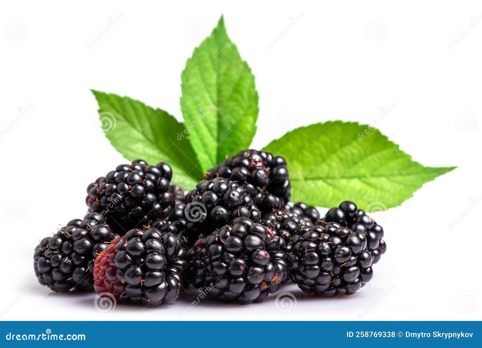 Blackberries with Leaves Isolated on White Background Stock Photo