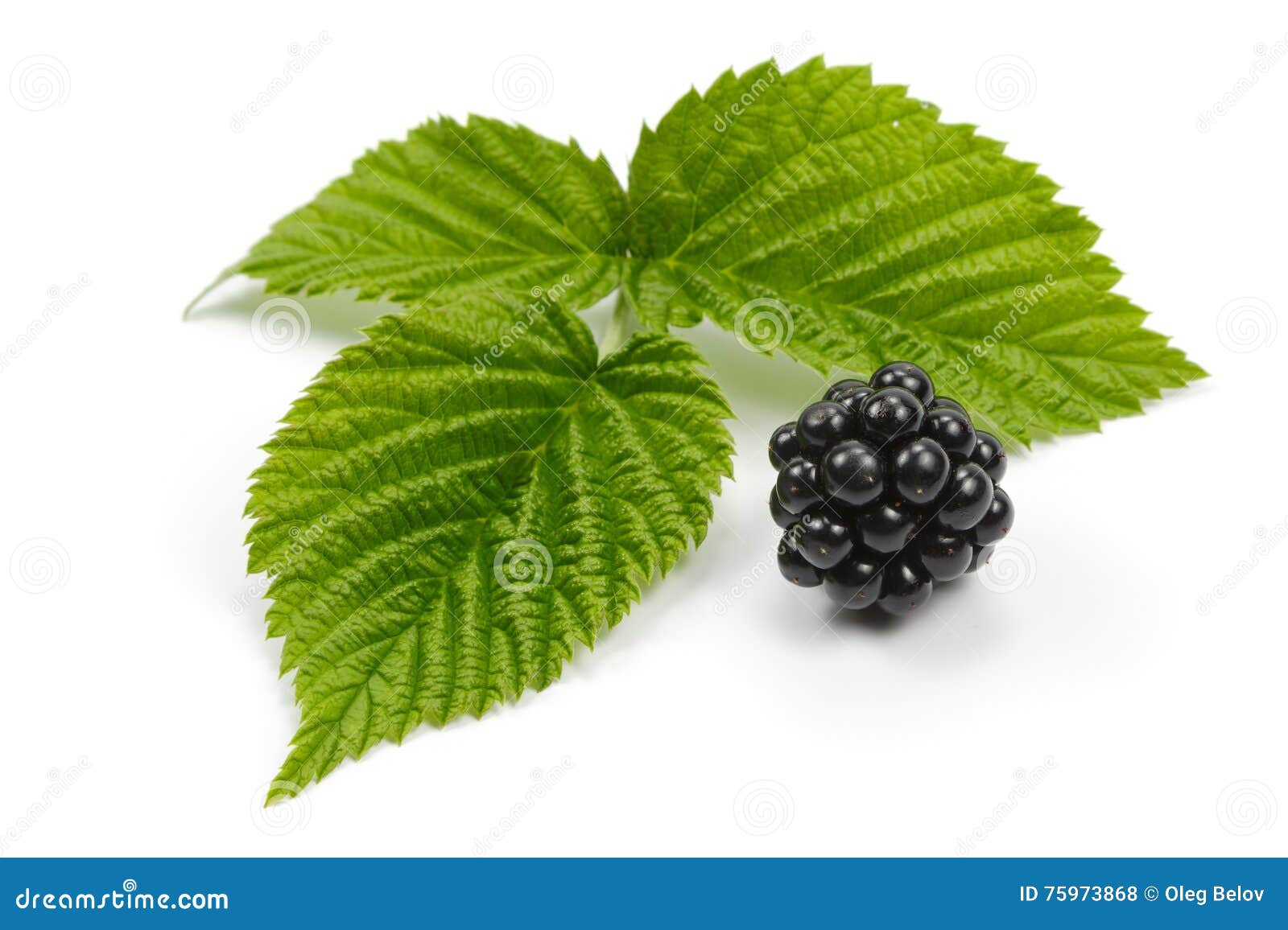 Blackberries and Leaves of Raspberry on White Background Stock Photo