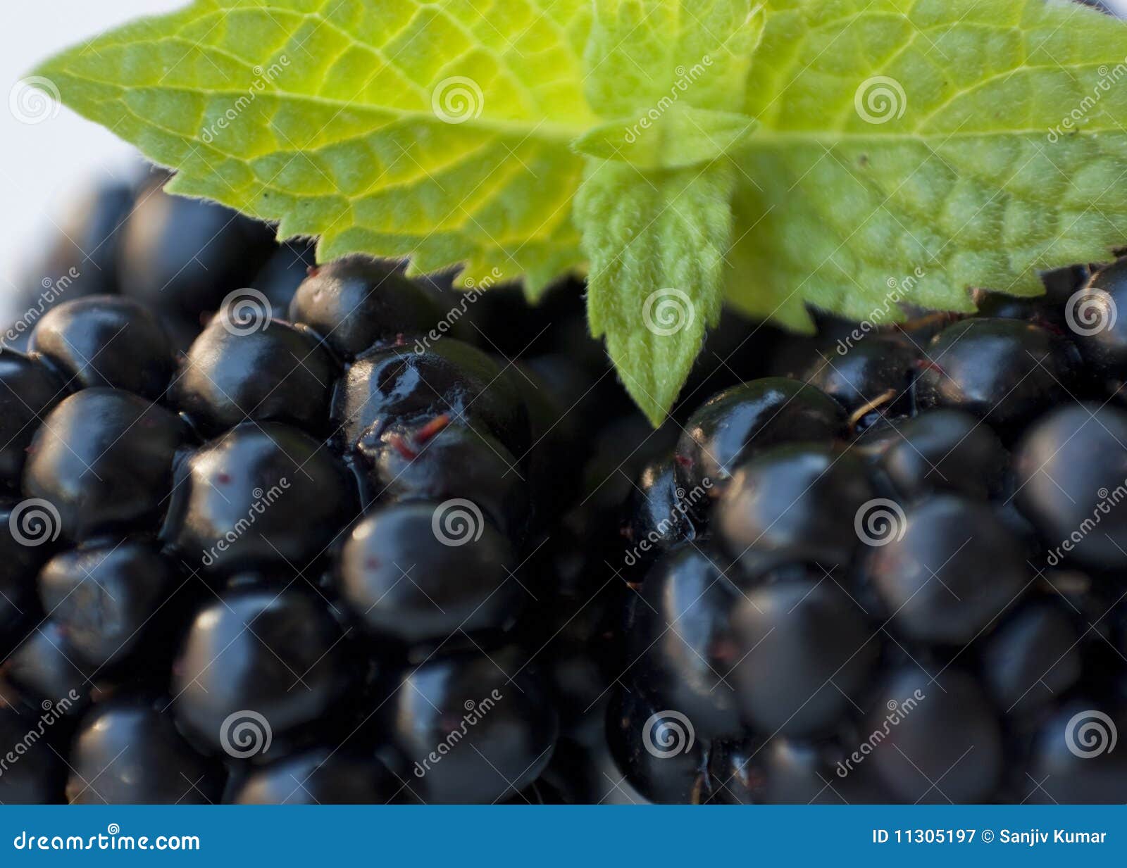 Blackberries and Mint Close Up Stock Image Image of backgrounds, mint