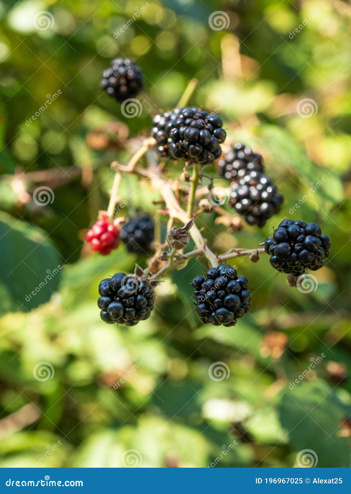 Blackberries in the plant stock image. Image of blackberry 196967025