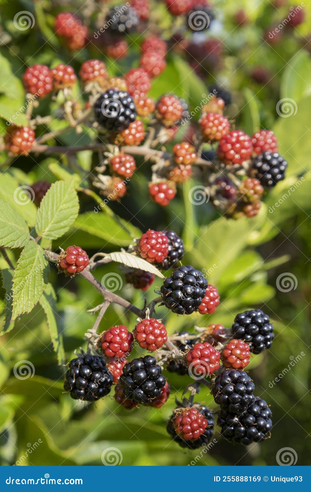 Blackberries on the Plant in Summer Stock Image Image of black