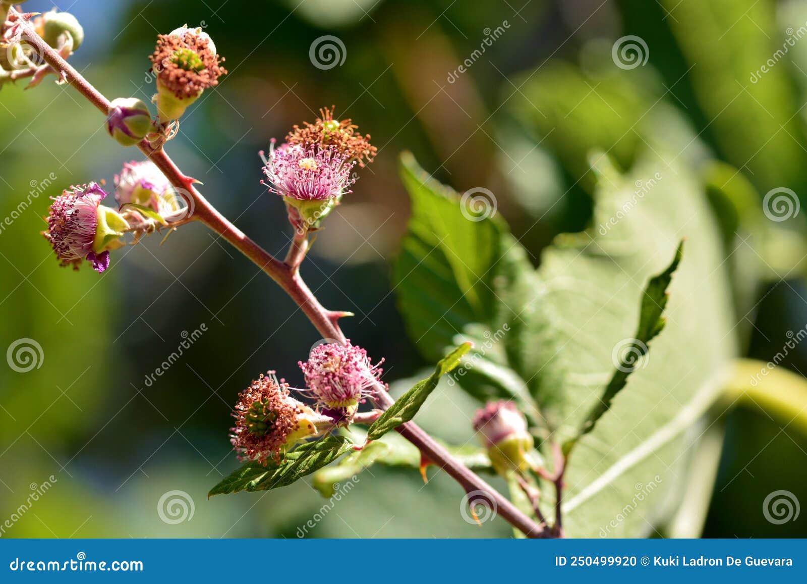 blackberries, rubus ulmifolius, at different points of ripeness