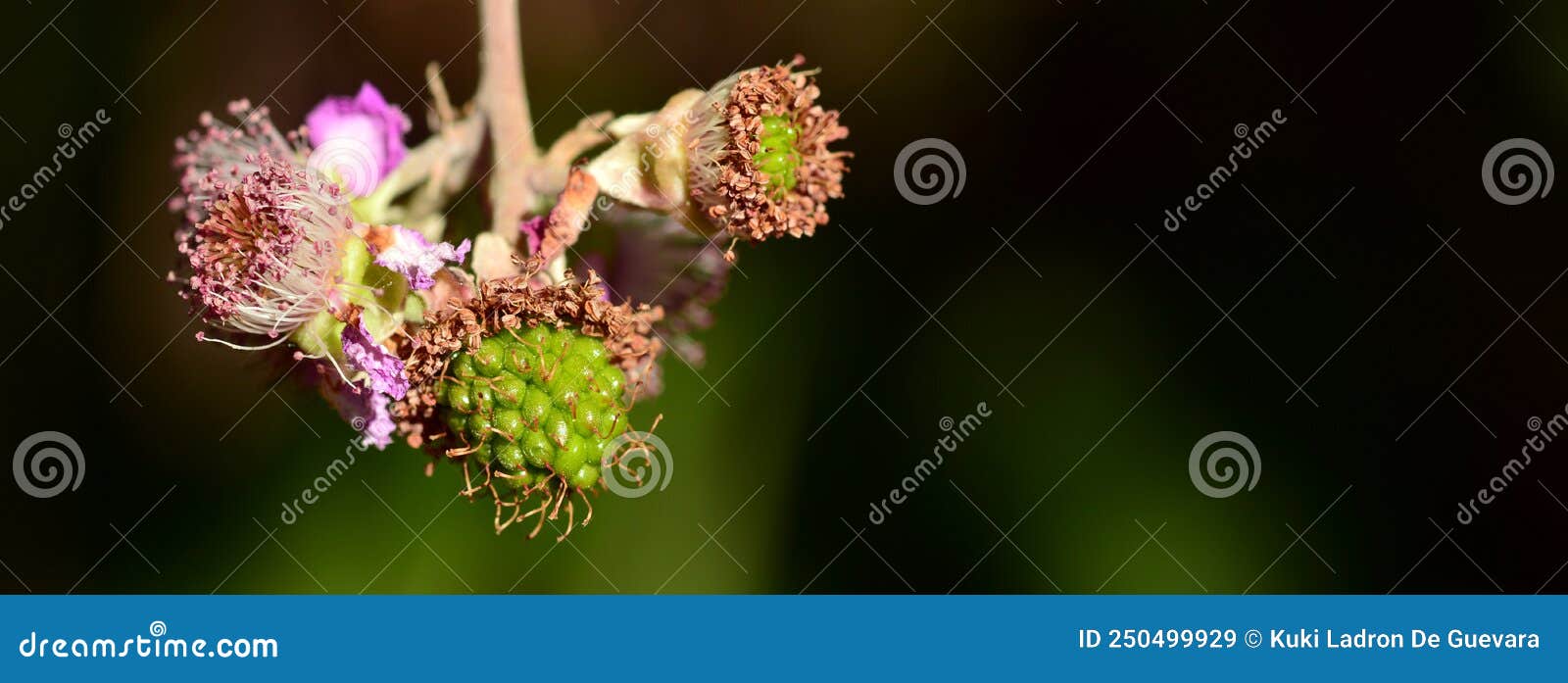 blackberries, rubus ulmifolius, at different points of ripeness